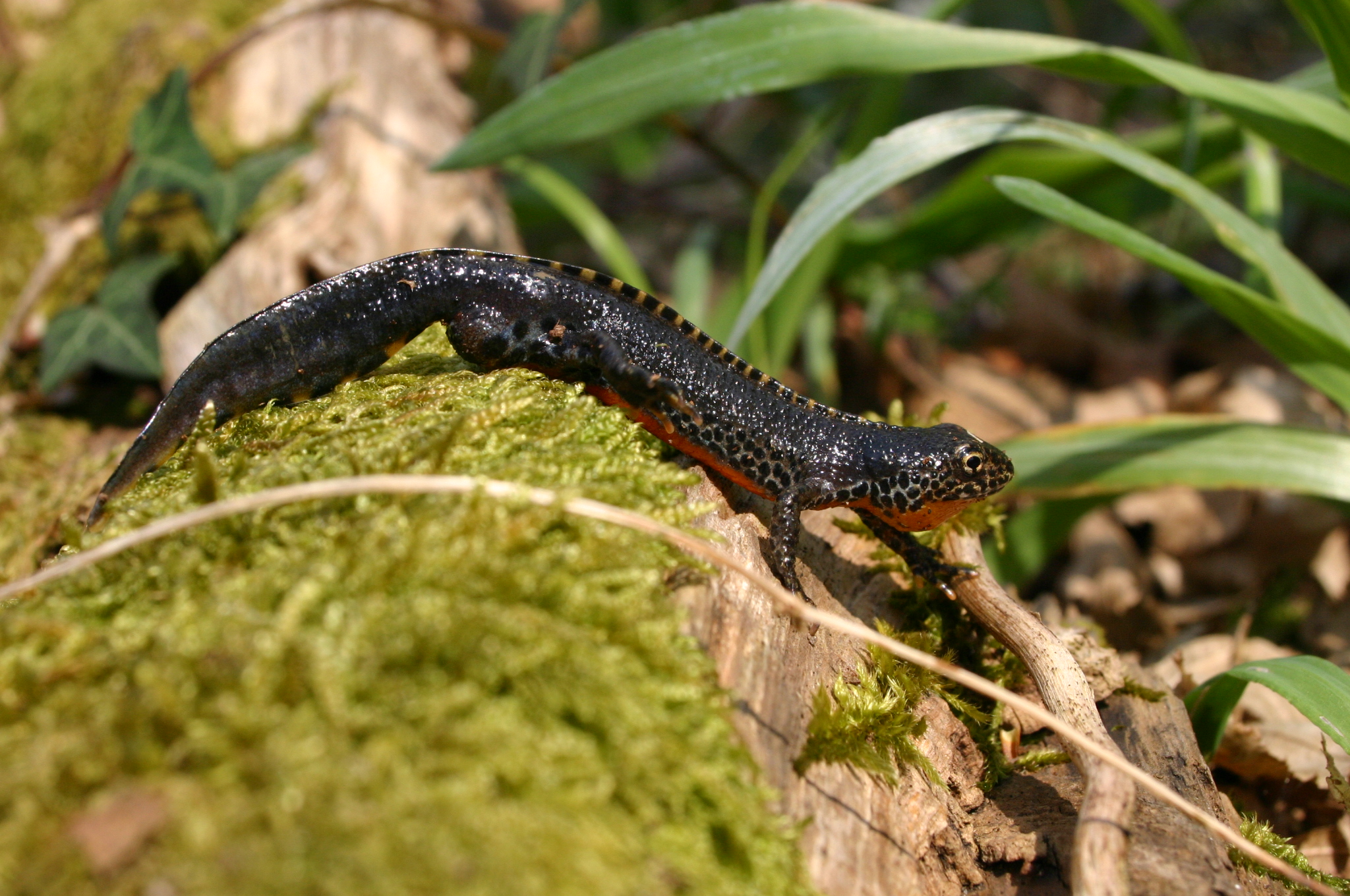Sauvegarde des amphibiens à Villers-le-Lac